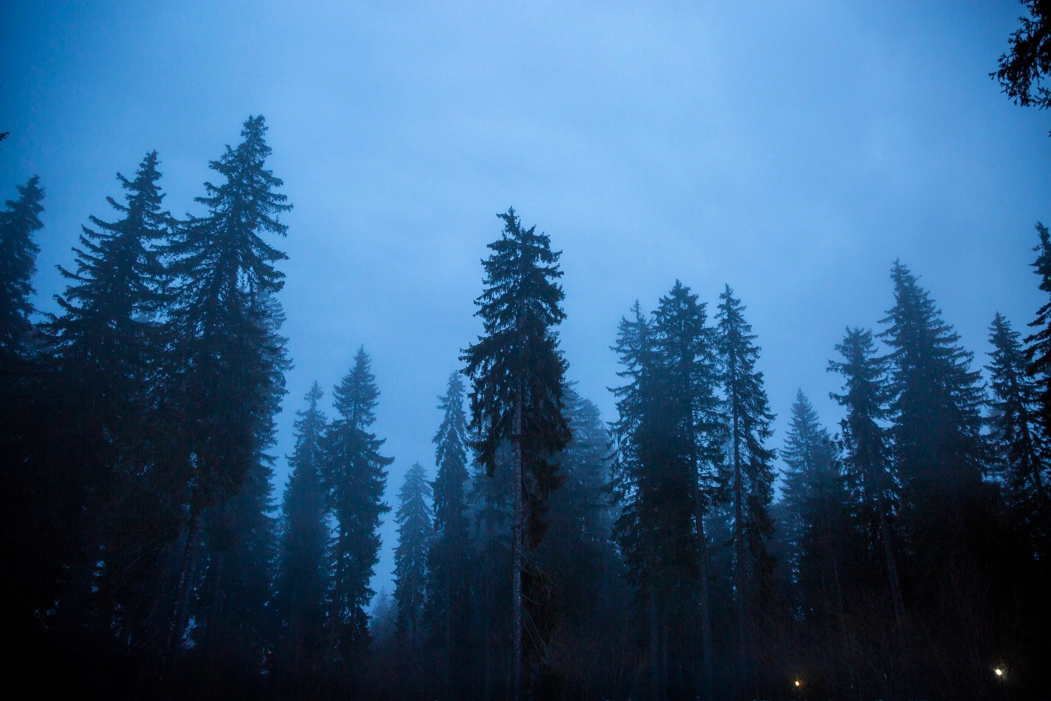 Fog drifting through a pine forest